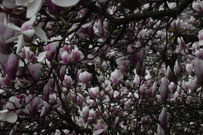 DSC_7005 (Large).JPG